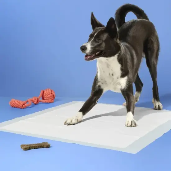 Dog Training Pads - XL - up&up&trade; image {1}