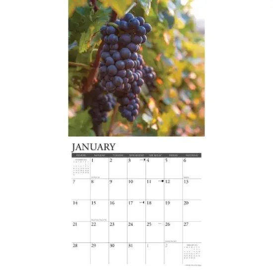 Willow Creek Press 2024 Wall Calendar 12"x12" Vineyard image {2}