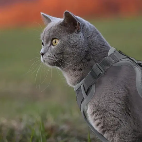 Unique Bargains Cat Harness and Leash with Reflective Strips Medium Gray 1 Set image {4}