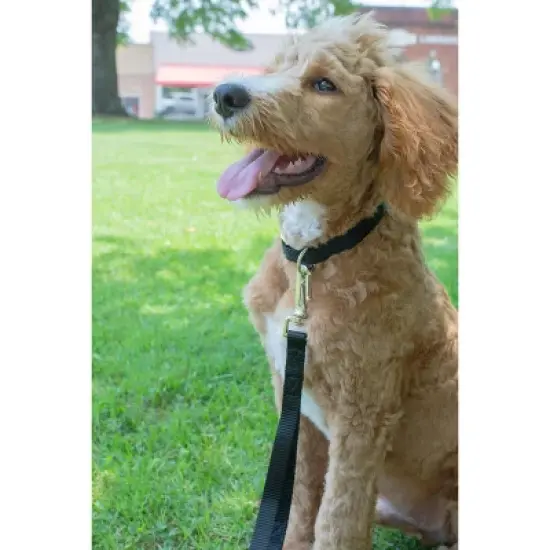 Country Brook Petz American Made Deluxe Nylon Dog Collar image {3}