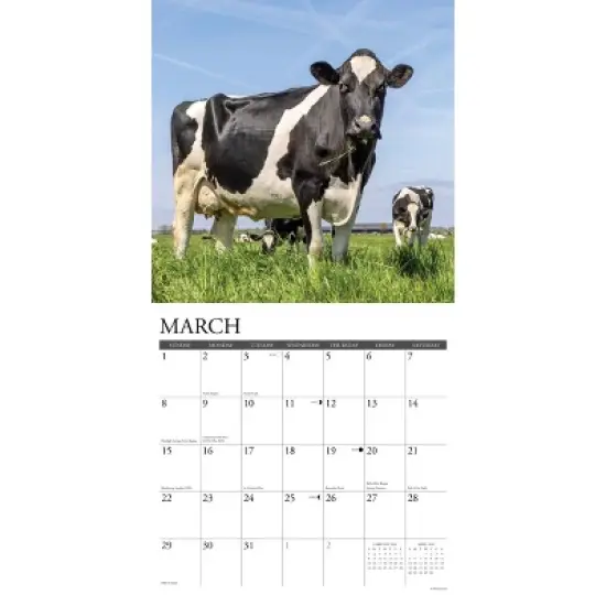 Willow Creek Press 2026 Cows Wall Calendar image {2}