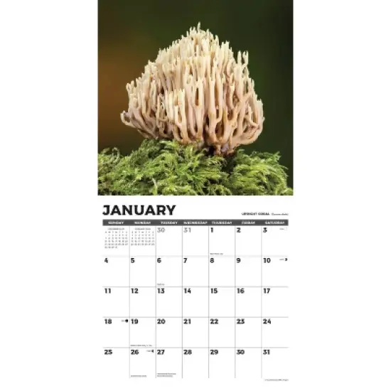 Willow Creek Press 2026 Mushrooms Wall Calendar image {2}