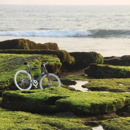 Sole Bicycles Single Speed 29" Road Bike image {13}