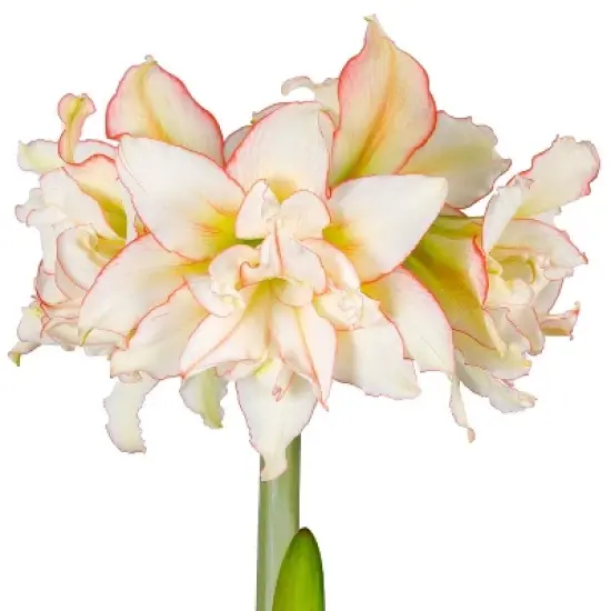 Van Zyverden Amaryllis White/Pink Impatient Flower Bulb image {3}