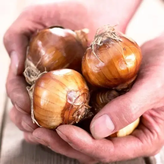 25ct Paperwhites Bulbs - Van Zyverden image {4}