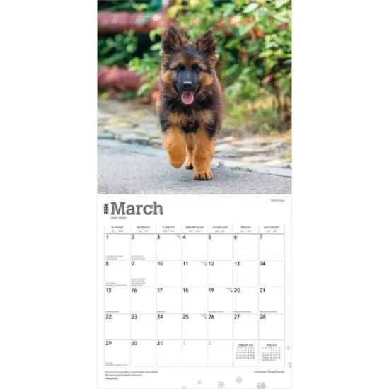 BrownTrout German Shepherds 2026 12"x24" Hanging Square Wall Calendar Plastic-Free image {2}