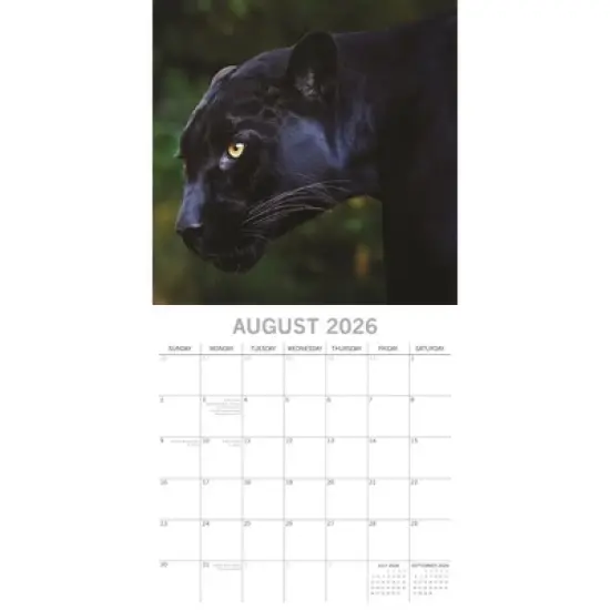 2026 Square Wall Calendar, Big Cats, 16-Month Animals Theme with 180 Reminder Stickers (12x12 In) image {2}