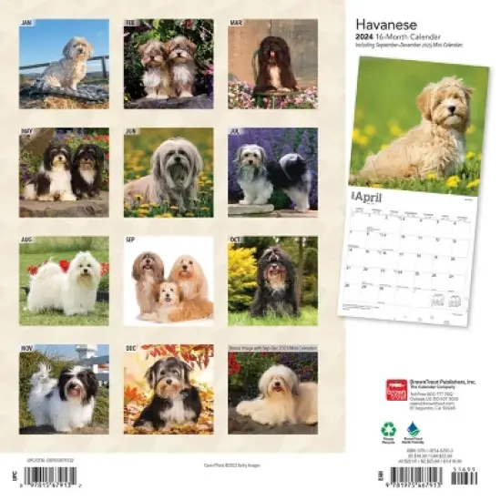 Browntrout 2024 Wall Calendar 12"x12" Havanese image {1}