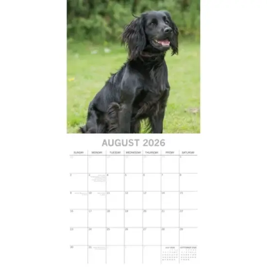 2026 Square Wall Calendar, Cocker Spaniels, 16-Month Paw Prints Theme with 180 Reminder Stickers (12x12 In) image {2}