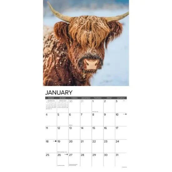Willow Creek Press 12"x12" 2026 Highland Cows Wall Calendar image {2}