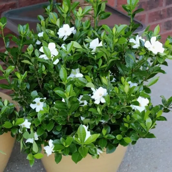 2.25gal Radicans Gardenia Plant White Blooms - National Plant Network image {3}