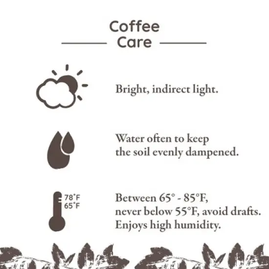 Live 5" Coffee Arabica Houseplant in White Planter image {2}