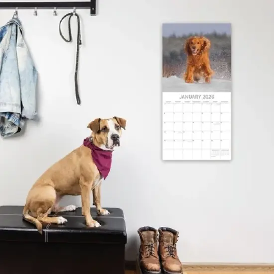 2026 Square Wall Calendar, Cocker Spaniels, 16-Month Paw Prints Theme with 180 Reminder Stickers (12x12 In) image {1}