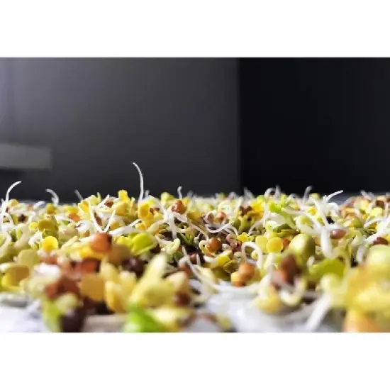 Organic Arugula Sprouting Seeds - by Food To Live image {6}