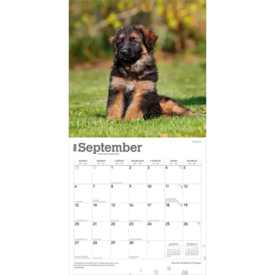 BrownTrout German Shepherd Puppies 2026 12"x24" Hanging Square Wall Calendar Plastic-Free image {3}