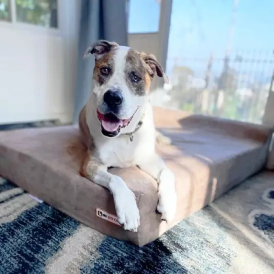 Big Barker 7" Orthopedic Dog Bed - Headrest Edition image {3}