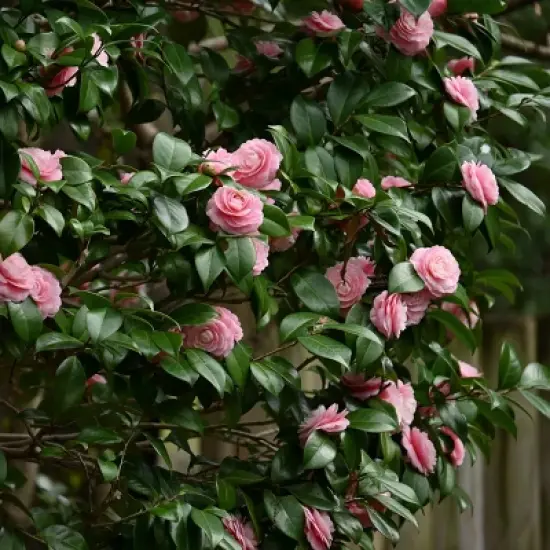 2.5qt High Fragrance Camellia Japonica Plant with Pink Blooms - National Plant Network image {2}