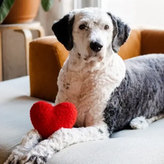 Plush Red Heart Valentine's Day Dog Toy image {4}