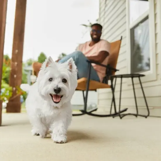 Cesar Beef and Gravy Flavor Small Breed Wet Dog Food - 3.5oz image {4}