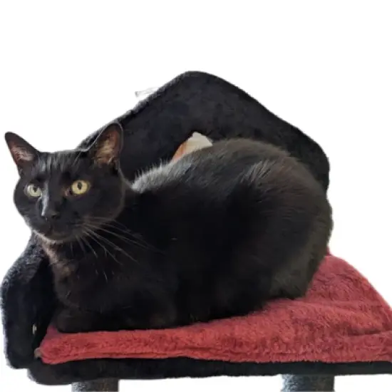 SEVOBAL Pet Tower Gothic Style Halloween Themed with Coffin Bed, Spooky House, Scratching Posts for Cats Play, Rest, Black, 17.32"*10.63"*14.57" image {3}