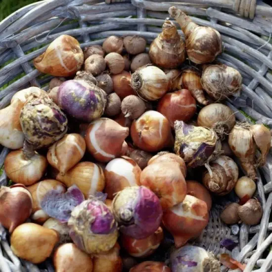 Van Zyverden 46ct Bulbs Multicolored Unison Spring Blooming Patio Planter Set image {4}