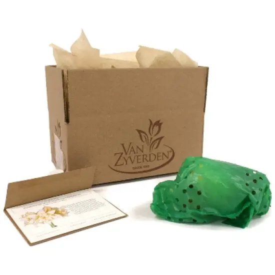 Van Zyverden Amaryllis White/Pink Impatient Flower Bulb image {5}