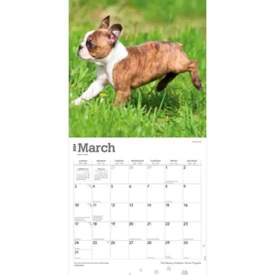 StarGifts 2024 Wall Calendar 12"x12" The Beauty of Boston Terrier Puppies image {2}