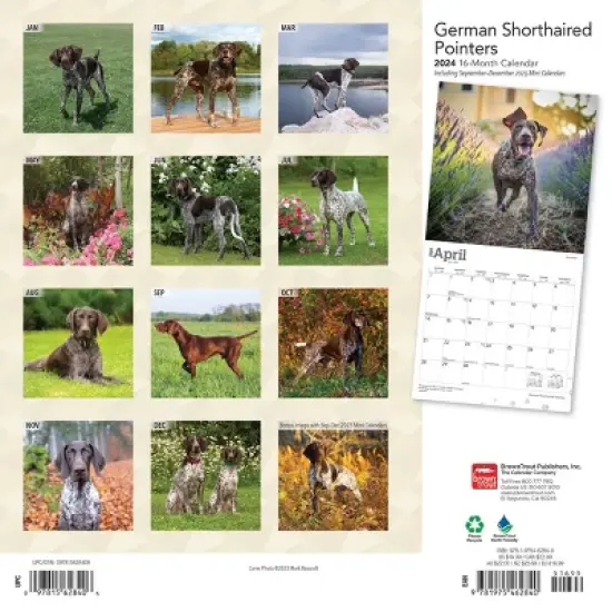 Browntrout 2024 Wall Calendar 12"x12" German Shorthaired Pointers image {1}