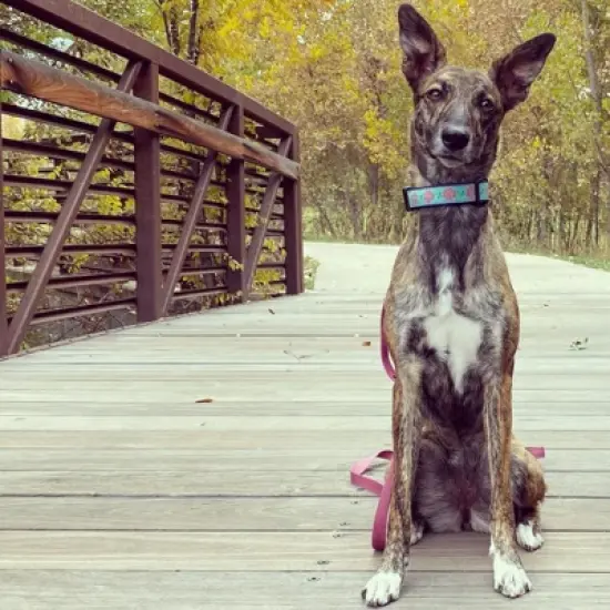 Up Country Dahlia Darling Dog Collar - Medium image {1}