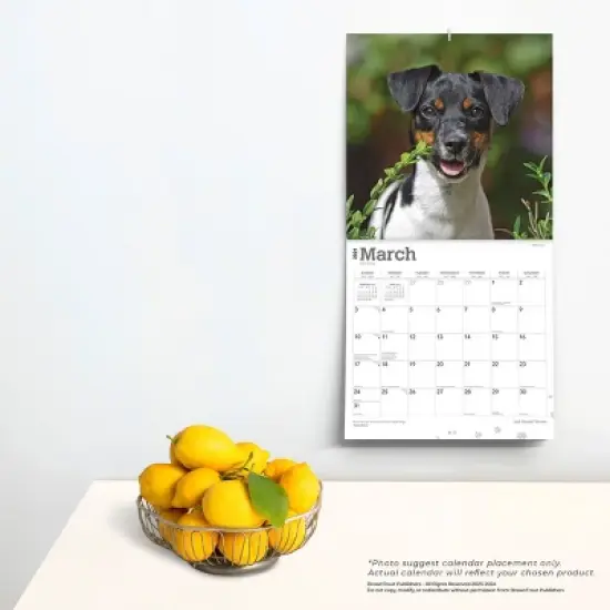 Browntrout 2024 Wall Calendar 12"x12" Jack Russell Terriers image {3}