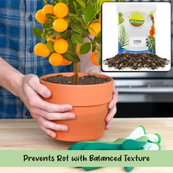 Soil Sunrise Citrus Tree Potting Soil Mix, for Indoor Oranges, Lemons, Limes and More image {4}