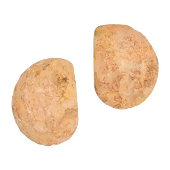 Okuna Outpost 2 Pack Natural Ammonite Bone Replicas, Cephalopod Shell from Madagascar, 1-1.4 in image {4}