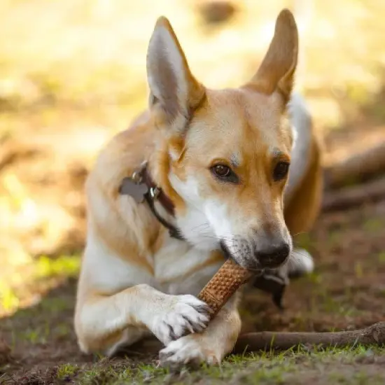 Nylabone Nubz Bacon Dental Chewy Dog Treats - 1.3lb/7ct image {3}