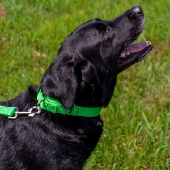 Country Brook Design Martingale Heavyduty Nylon Dog Collar and Double Handle Leash image {6}