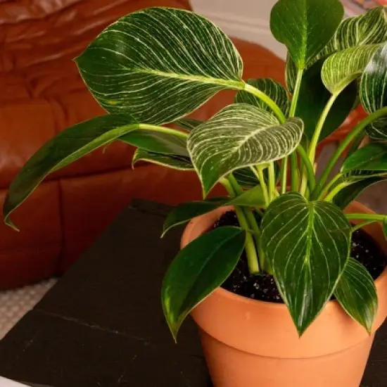 Live 6" Philodendron Birkin Potted Houseplant image {2}