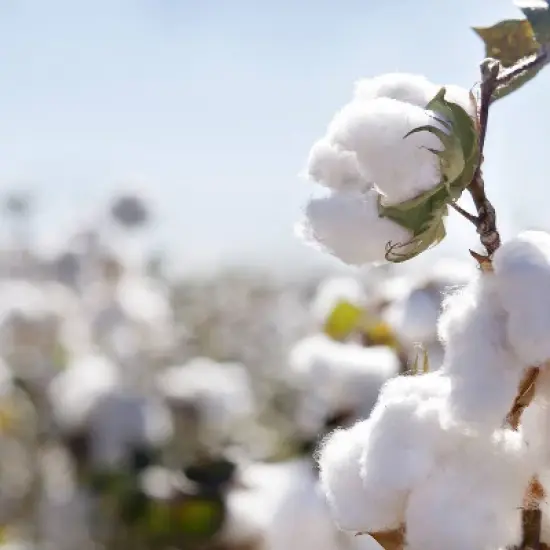 Organic Dream Certified Organic Cotton Lightweight Crib & Toddler Mattress image {2}