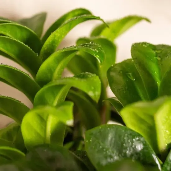 Live 4" Zenzi ZZ Potted Houseplant image {2}