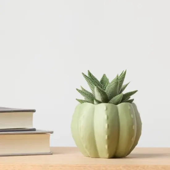 Pumped for Fall Green Live Houseplant - Good Little Garden&trade; image {3}