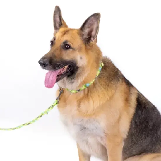 Country Brook Petz Margarita Argyle Martingale Dog Collar image {6}