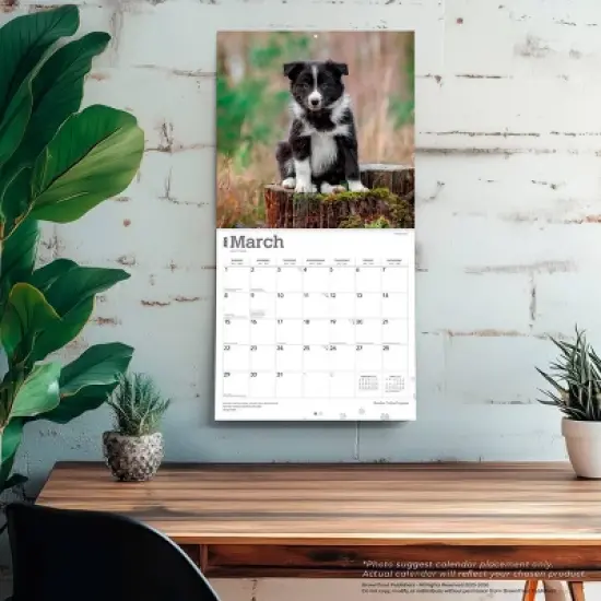 BrownTrout Border Collie Puppies 2026 12"x24" Hanging Square Wall Calendar Plastic-Free image {4}