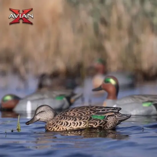 Avian X Topflight Early Season Teal with True to Life Postures and Rugged Design for Hunting Purposes, Outdoor Sports, and Recreation, 18 Pack image {5}