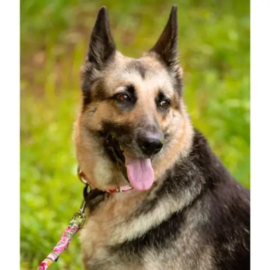 Country Brook Petz Martingale Collar and Leash - Paisley Collection image {10}