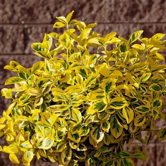 National Plant Network Live Outdoor Golden Euonymus Plant - 1ct 1gal image {1}