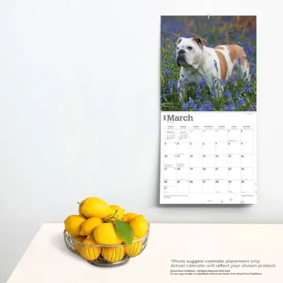 Browntrout 2024 Wall Calendar 12"x12" English Bulldogs image {3}