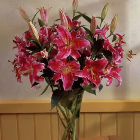 Lilies Oriental Stargazer - Set of 12 Bulbs - Van Zyverden image {3}