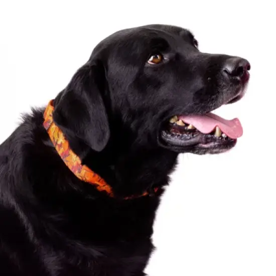 Country Brook Petz Orange Sunset Camo Martingale Dog Collar image {5}