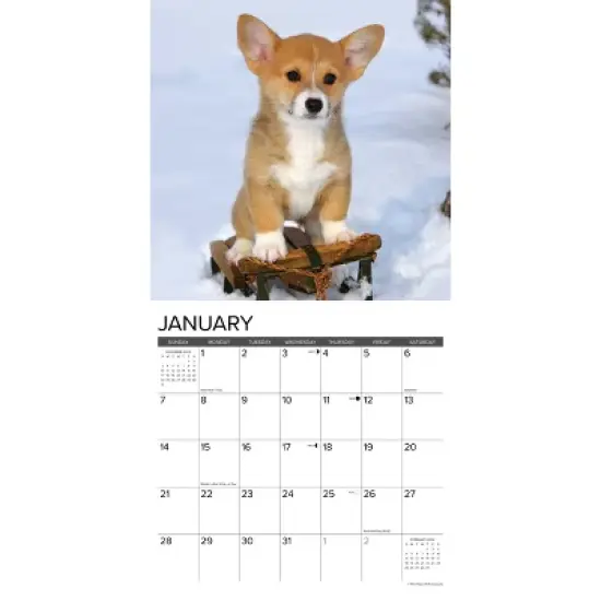 Willow Creek Press 2024 Wall Calendar 12"x12" Just Corgi Puppies image {2}