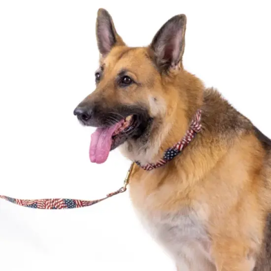 Country Brook Petz 1 1/2 Inch Patriotic Tribute Martingale Dog Collar image {2}