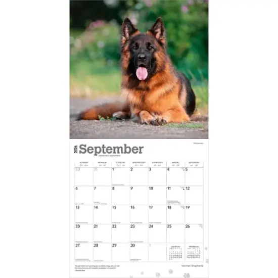BrownTrout German Shepherds 2026 12"x24" Hanging Square Wall Calendar Plastic-Free image {3}