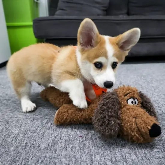 Allforpaws Dog Toy Anti Anxiety Plush Buddy image {4}